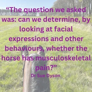 The question we asked was can we determine, by looking at facial expressions and other behaviours, whether the horse has musculoskeletal pain-2